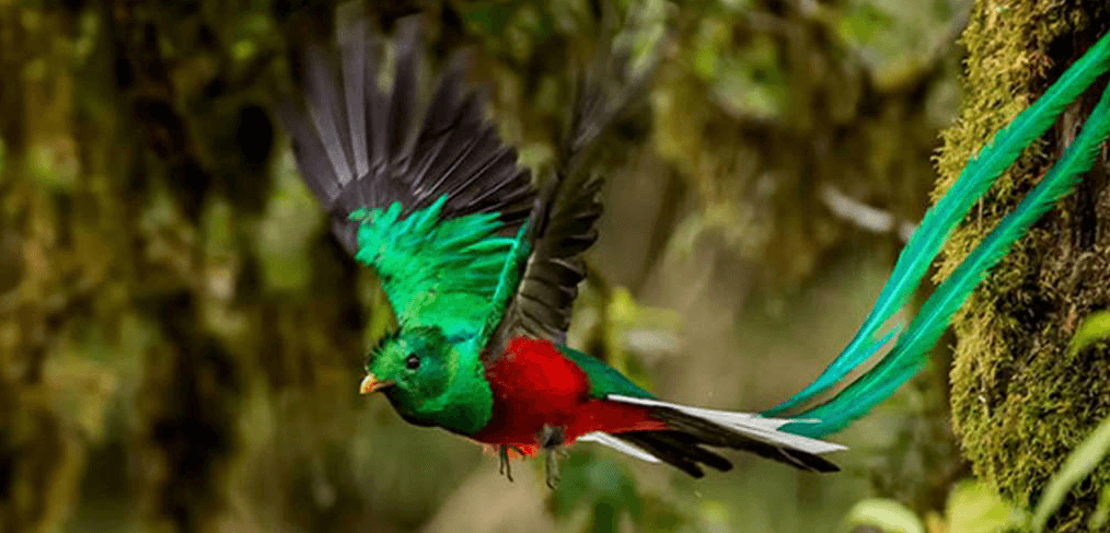 El Quetzal, Ave nacional de Guatemala