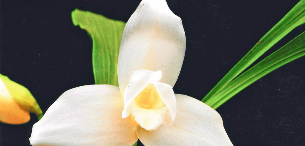 La Monja Blanca, Flor Nacional de Guatemala